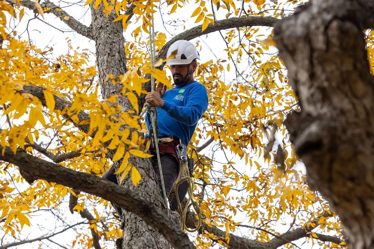 Skilled Tree Transplanting crew working in Shorewood