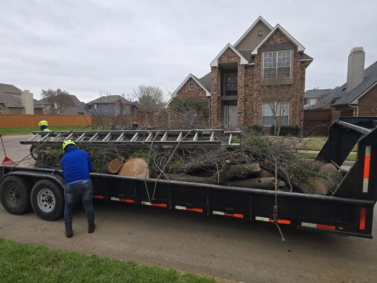 Expert Tree Pest Control with proper safety equipment in Shorewood